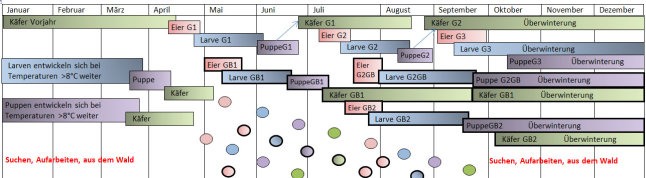 Schema