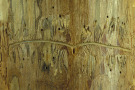 Unterseite von Rinde eines Baumes mit Käferfraßbild.