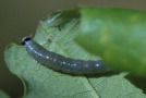 Grau-weiße Raupe auf einem Blatt.