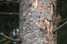 Nadelbaum mit abblätternder Rinde und Bohrmehlhäufchen am Stamm.
