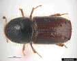 Rot-brauner Käfer mit schwarzem Kopf.