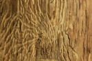 Holzstück mit Fraßbild von Käfern.