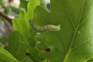 Grüne Raupe auf einem Blatt.