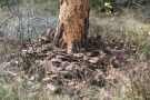 Befall mit Kiefernprachtkäfern: Baumstamm mit abgefallener Rinde (Foto: H. Lemme, LWF)