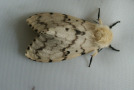Weißer Schmetterling mit braunen Tupfen.