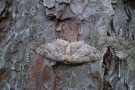 Braun-weißer Schmetterling an Kiefernstamm.