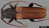 Hellbrauner Käfer mit schwarzem Kopf und langen Fühlern.