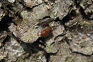 Kleiner brauner Käfer an Fichtenstamm.