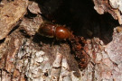 Brauner Käfer an Baumrinde