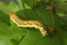 Gelb-schwarze Raupe auf einem Blatt.