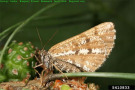 Braun-weißer Schmetterling an Kiefernzweig.