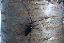 Rot-schwarzer Käfer krabbelt an Baumstamm hoch.