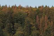 Ein Nadelwald von oben; einzelne gelb-rote Bäume stechen heraus