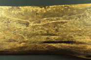 Holzstück mit Fraßbild eines Borkenkäfers.