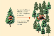 a109 Die Borkenkäfersituation in Bayern - 8