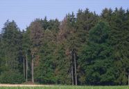 Waldrand mit grünen und rot gefärbten Fichten