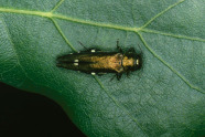 Gold-schwarzer Käfer auf einem Blatt.