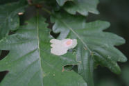 Eichenblatt mit Fraßrand und weißem Gespinst.