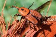 Orangefarbener Käfer mit schwarzen Mustern