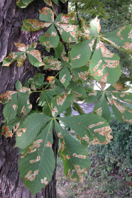 Kastanienblätter mit braunen Flecken