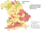 Bayernlandkarte mit grünen, gelben und roten Flächen. Besonders hohes Risiko haben Oberbayern, Niederbayern, Teile der Oberpfalz und Oberbayern
