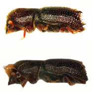Pityokteines spinidens: Männchen mit den deutlichen Zähnen am Flügeldeckenabsturz (oben), Weibchen mit langer Stirn- und Halsschildbehaarung (unten).