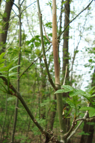 Junger Baum mit abgestorbenem Trieb