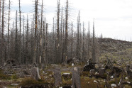 Abgestorbener Wald. Im Vordergrund alte Baumstümpfe, im Hintergrund unbelaubte Bäume mit Rindenschäden