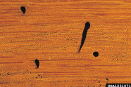 Holzstück mit schwarzen Fraßgängen eines Käfers.