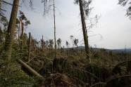 Gebrochene Fichten in einem Altbestand nach einem Sturm.