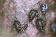 Vier schwarze Läuse sitzen auf einem Baum