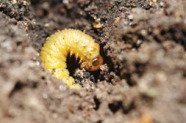 Gelbe Pronymphe der Fichtengespinstblattwespe auf einem Stück Waldboden