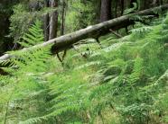 Hoher Adlerfarn bedeckt einen Waldboden.