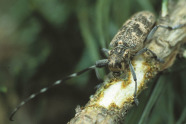Braun gesprenkelter Käfer mit  langen Fühlern auf einem Zweig