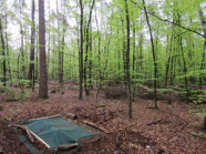 In einem Laubwald zum Maikäferfang ausgebrachtes Bodennetz. Die Ränder sind mit Erde und kleinen Baumstämmen abgedeckt.