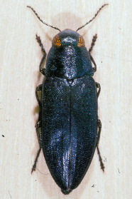 Blauschimmernder Käfer mit bronzefarbenen Augen