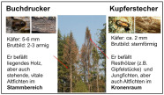 Grafik zu Aussehen, Größe und Befallsstellen an Fichten von Buchdrucker und Kupferstecher.