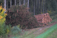 Fichtensäge- und Kronenholzstapel an Waldweg