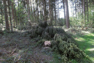 Abgebrochene Fichtenkrone liegt auf dem Waldboden.