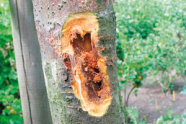 Stamm eines Apfelbaumes an dem teilweise die Rinde entfernt wurde. An der rindenfreien Stelle sieht man Fraßspuren im Inneren des Stammes.