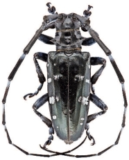 Großaufnahme eines länglichen, schwarzen Käfers mit langen Antennen. Die Flügeldecken haben weiße Punkte.