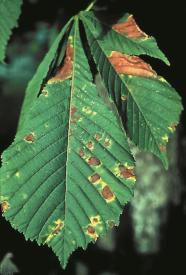 Rostbraunen Flecken mit gelben Rändern auf einem grünen Kastanienblatt