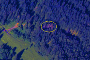 Luftbildaufnahme eines Fichtenwaldes, in dem in rot ein Käfernest gekennzeichnet ist.