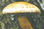 Gelblicher Pilz