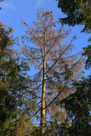 Dürre alte Fichte in einem Nadelwald.