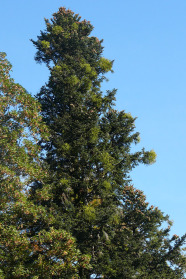Große dunkelgrüne Weißtanne mit vielen hellgrünen Mistelbüschen in der Krone