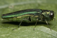 Grün-gold glänzender Käfer auf Blatt.