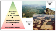 Luftbilder eines Waldgebietes vor und nach Borkenkäfer.Befall. Fast achtzig Prozent der Waldbestände sind vernichtet und bilden Kahlflächen.