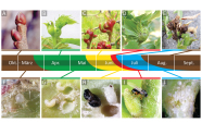 Viele  bunte Bilder mit Entwicklungsstadien der Gallwespe