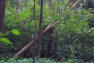Umgestürzter Baum hängt schräg in einem Waldbestand